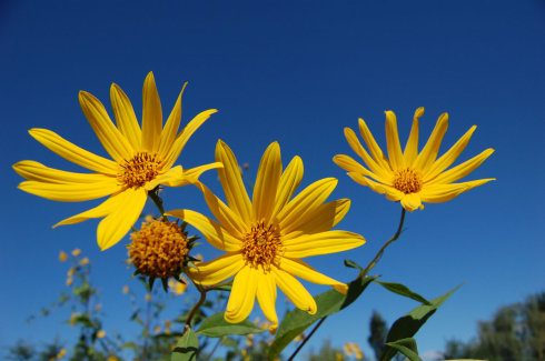 光遇晴天乐谱分享